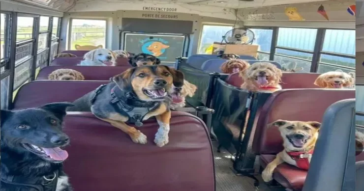 Kanadada itlər də məktəbə gedir