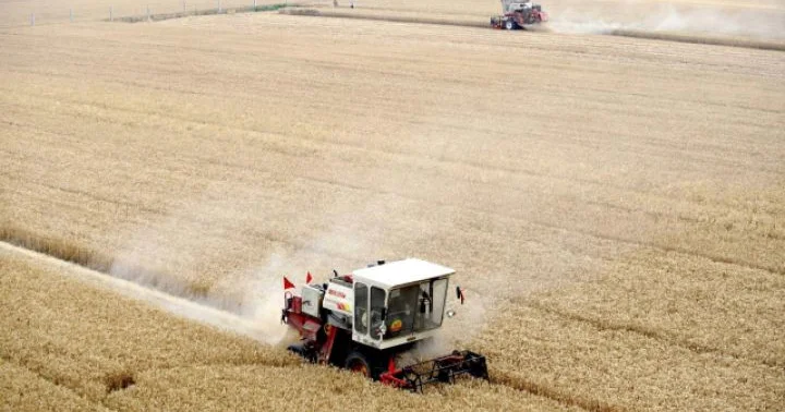 Çinin taxıl istehsalı rekord qırıb