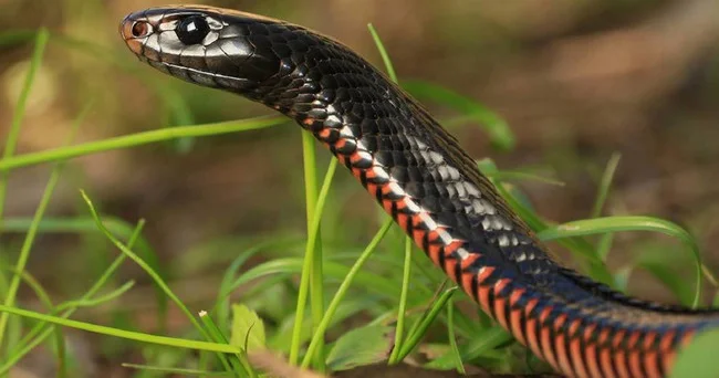 Qədim ilanların bir vaxtlar ayaqları olub
