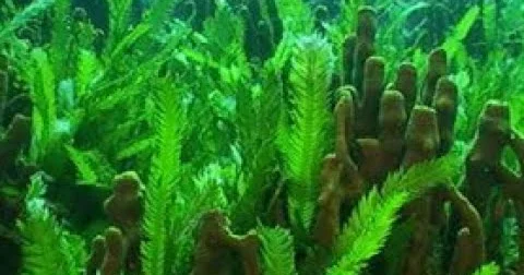 Pendir, balıq və yumurta əvəzinə yosun yeyəcəyik?