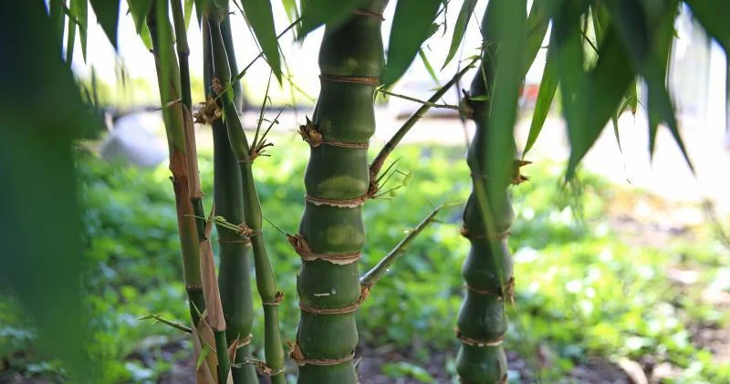 Bambuk yemək həzm sistemini gücləndirir