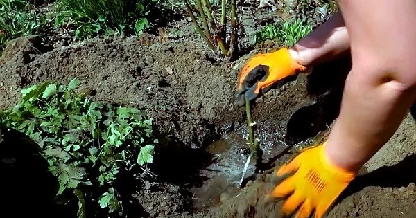 Sahibkarlara bitki dərmanları ilə bağlı xəbərdarlıq edildi