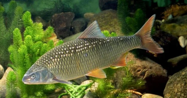 Çin Rusiyaya balıq ixracını rekord səviyyəyə çatdırıb