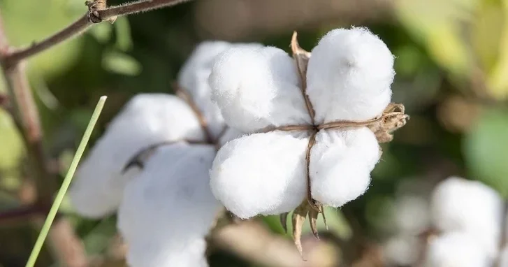 Таир Рзаев: В прошлом году собрано более 360 000 тонн хлопка