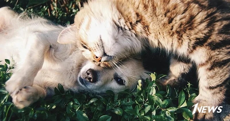 Исследование показало, что горе от утраты питомца может быть сопоставимо по силе с потерей близкого человека