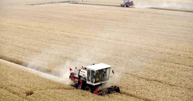 Çinin 2025 ci il mövsümü üçün taxıl istehsalı rekord həddə çatıb