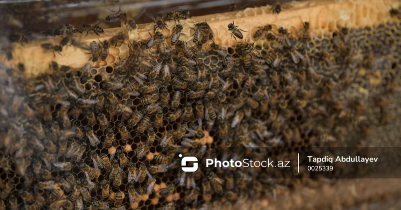 Zaqatalada arı təsərrüfatlarında kütləvi tələfat Səbəb nədir?
