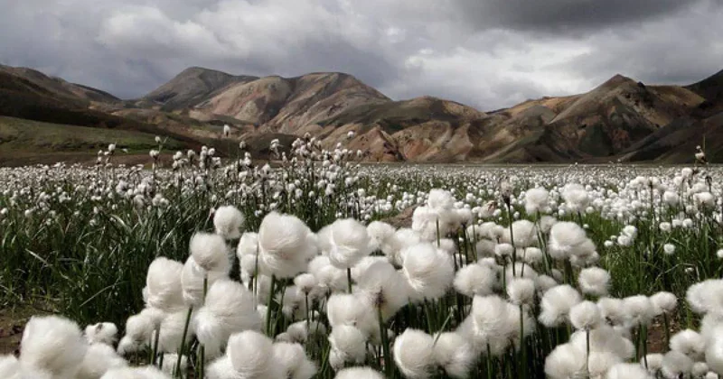 В Азербайджане было собрано свыше 360 000 тонн хлопка