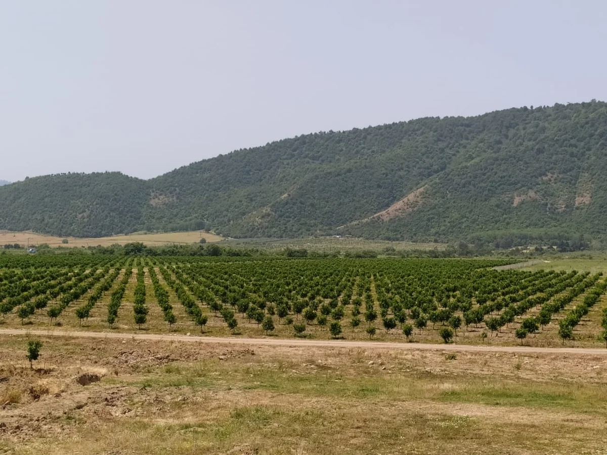 Torpaq sahələrinizi satmayın! “Tezliklə elə bir şey olacaq ki...”