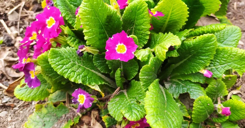 Bu bölgəmizdə temperatur yenidən aşağı endi FOTO