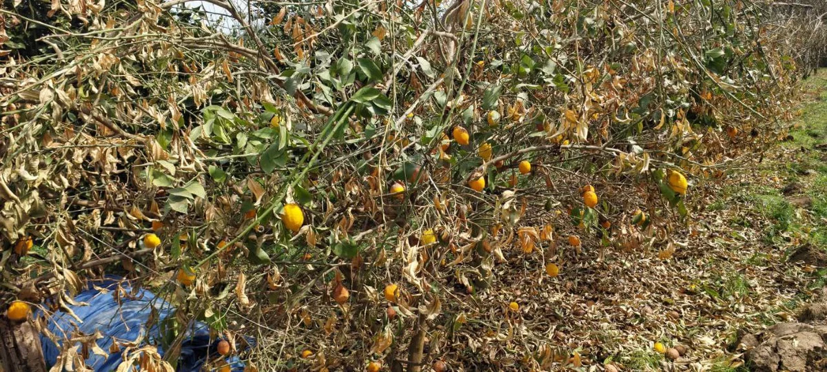 Astarada şaxta sitrus baglarını MƏHV ETDİ FOTO