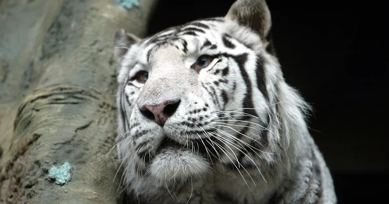 Mariupolda ağ pələng zooparkın işçisini parçaladı