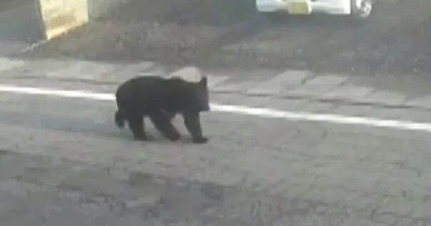 Медведи в Японии стали чаще нападать на людей ВИДЕО