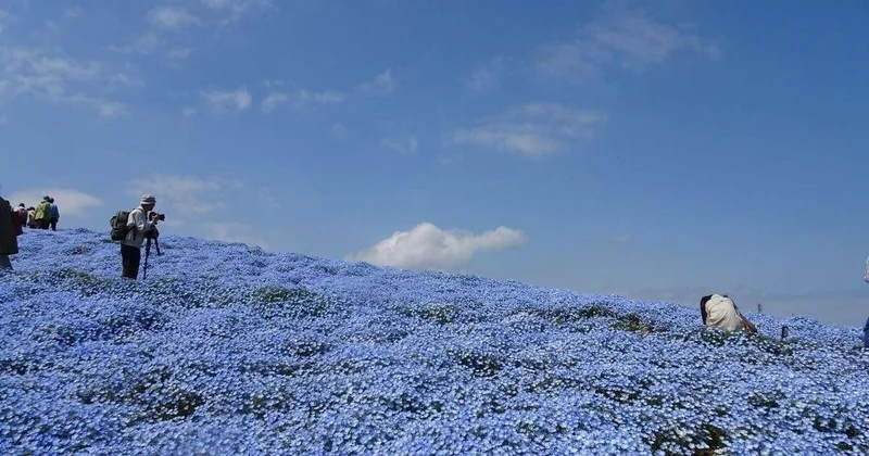 Yaponiya maviyə büründü FOTO