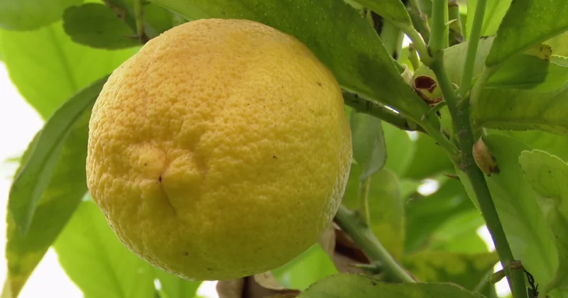 Ordubadın “sarı qızılı” limonçuluq ənənələri yaşadılır