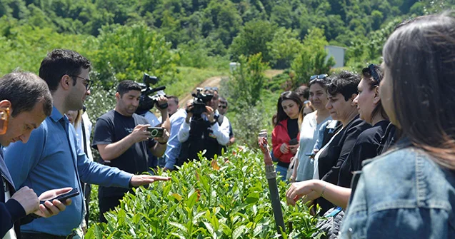 “Azerçay” çay plantasiyalarına mediatur təşkil etdi