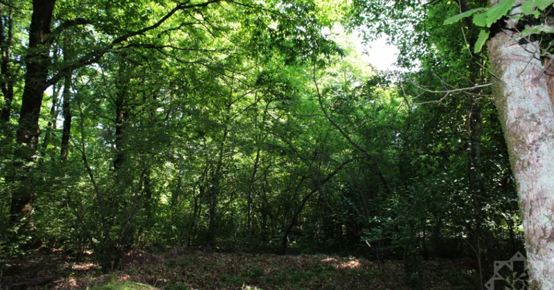 Hirkan Milli Parkının zəngin biomüxtəlifliyi alman tədqiqatçıların marağını cəlb edir