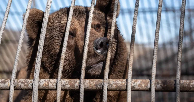 Медведей вызволили из плена в Азербайджане… и перевезут в Великобританию поговорим о наших проблемах
