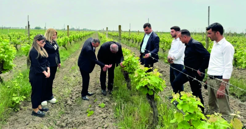 Salyanda üzümçülük dərsləri