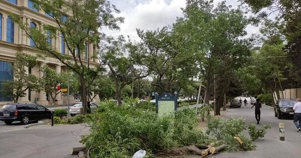 Sumqayıtda ağaclar kəsildi yerində obyekt tikilir….