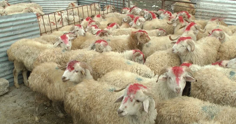 Qurbanlıq heyvanların qiymətləri neçiyədir? EKSPERT AÇIQLADI