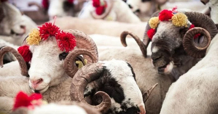 Qurban kəsmək qadağan edildi Bu ölkədə