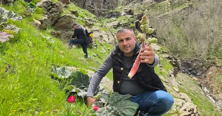 Kilosuı 37 manatdan 10 AZN ə düşdü: Sübh tezdən dağdan yığılır FOTO