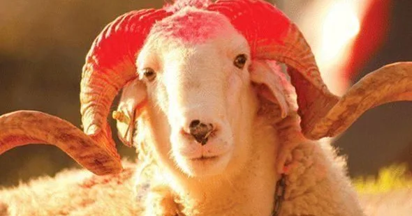 Qurban bayramı ilə bağlı vətəndaşlara ÇAĞIRIŞ
