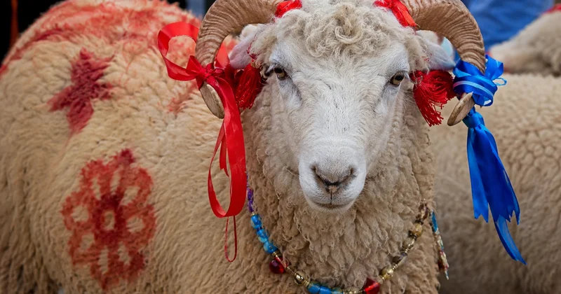 Qurbanlıq heyvanı bəzəmək məqbuldur? ARAŞDIRMA