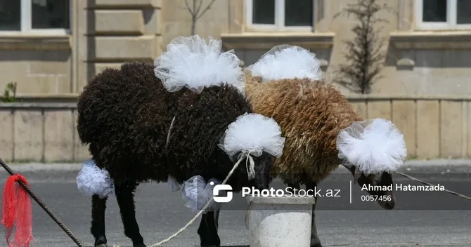 Qurbanlıq heyvanların satışı və kəsiminə nəzarət gücləndirilir