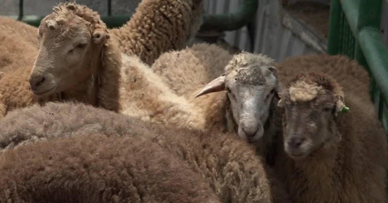 Qurban bayramı ilə bağlı hazırlıq işləri nə yerdədir? VİDEO