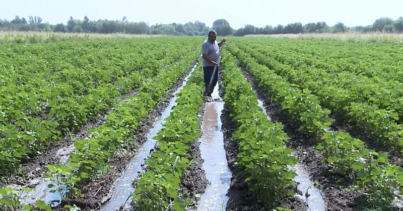 Nazirlik aqrar sektoru MƏHV EDİB KONKRET