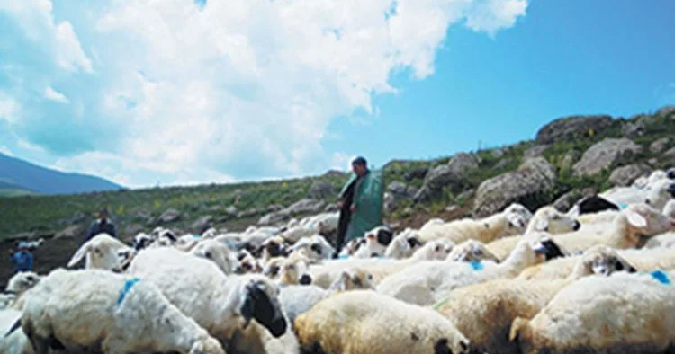 Yük maşını çobanı vurdu, qoyunları tələf etdi