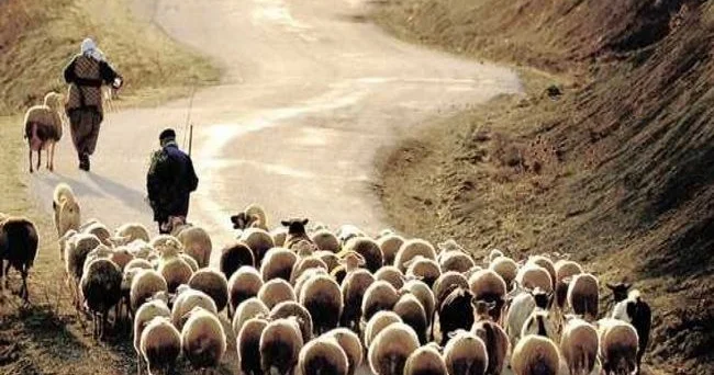 İsmayıllıda yük maşını çobanı vurub, 20 dən çox qoyun tələf olub