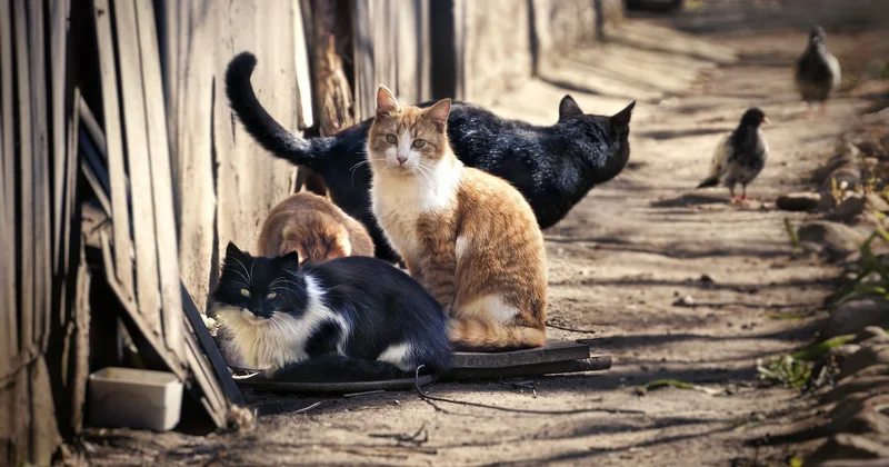 Küçə pişikləri düşündüyünüz qədər günahsız deyilmiş Veterinar qorxulu faktları açıqladı