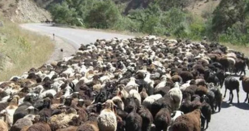 İsmayıllıda yük maşını çobanı vurub, 20 dən çox qoyun tələf olub
