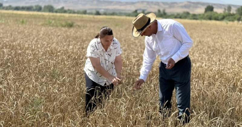 Ağalıda yaradılan ilk kooperativlər regionun kənd təsərrüfatında yeni inkişaf modelinə çevrilir Reportaj