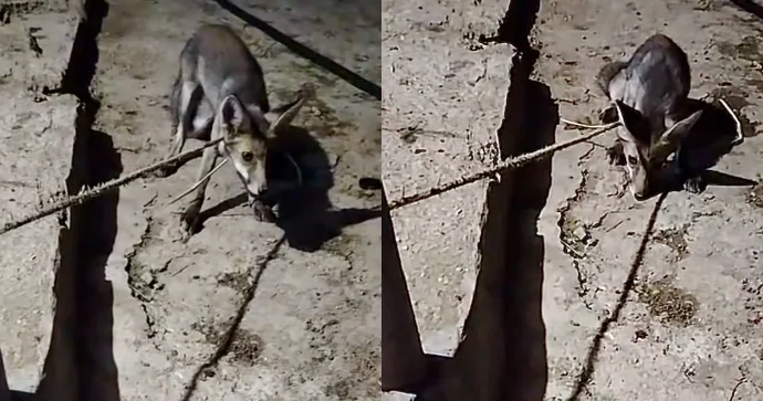 “TikTok”da canlı yayım açıb tülküyə işgəncə verdi: “Hədiyyə göndərməsəniz…” VİDEO