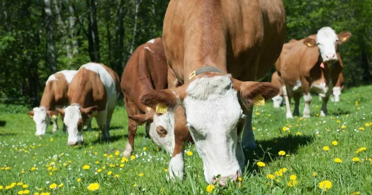 İctimai nəzarət və ekoloji məsuliyyət heyvandarlığın gələcəyini necə müəyyənləşdirir? TƏHLİL