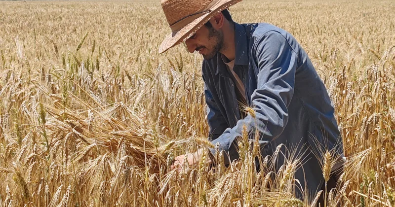 BDU nun doktorantı Tərtərdə mineral gübrələrin ekoloji təsirini araşdırır