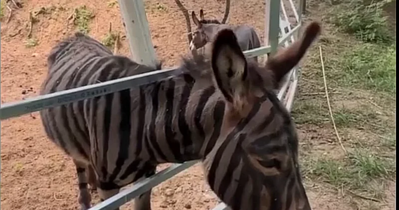 Çin zooparkında eşşəyi boyayıb zebra kimi təqdim etdilər