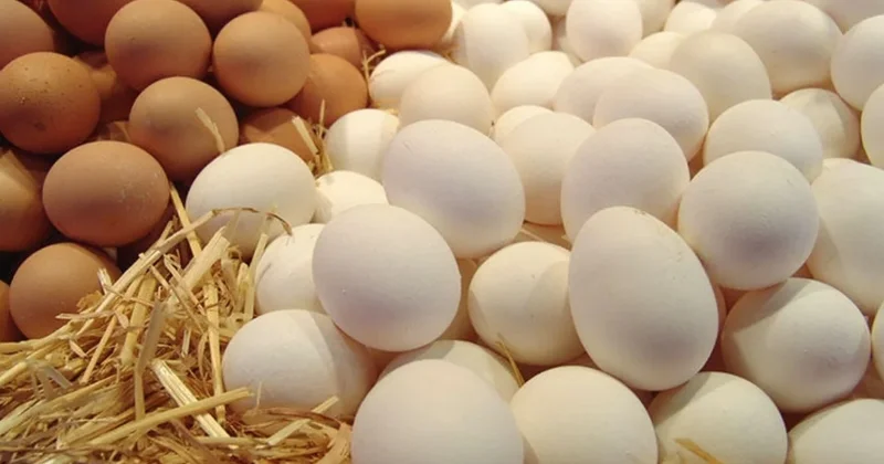 Bir qəpiklik yumurtalarla bağlı AQTA dan AÇIQLAMA