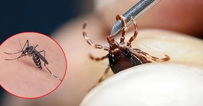 Mütəxəssislərdən ağcaqanad və gənə xəbərdarlığı: Xəstəlik riski artır