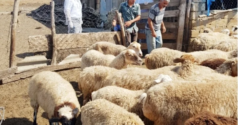 Цены растут, стада сокращаются