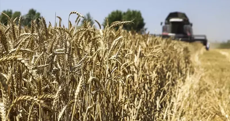 55 milyon tonluq taxıl ixracı PLANLANILIR