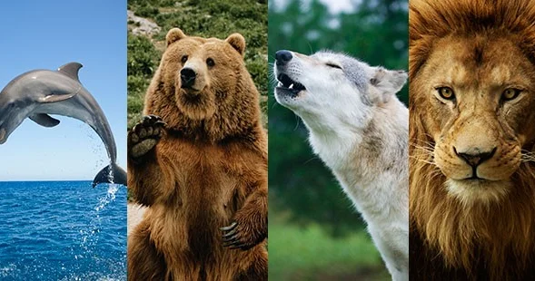 Təbiətin əsas super yırtıcısı: Müqayisəli zooloji tədqiqatın gözlənilməz yekunları