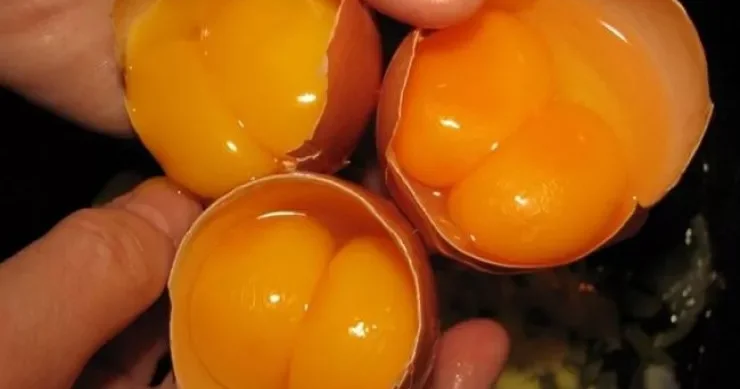 Yumurtada iki sarı olması nə deməkdir? Xalq inancları və elmi izah