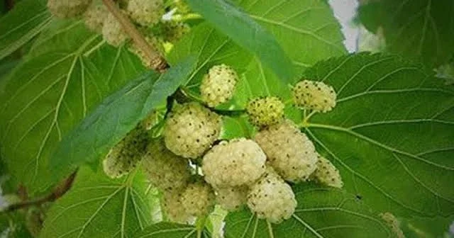 Tut yarpağı şəkəri necə salır?