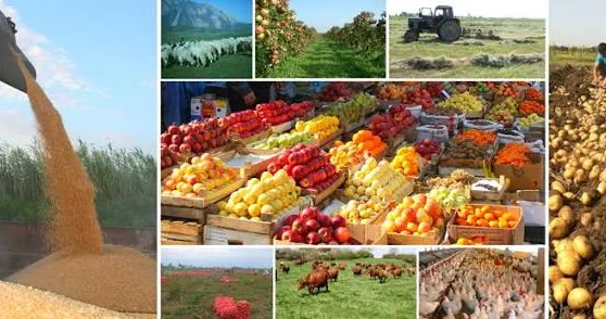 Kənd təsərrüfatında ümumi məhsul istehsalı artıb