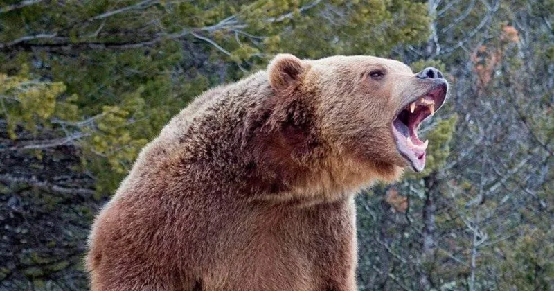 В Японии иностранный турист госпитализирован после нападения медведя